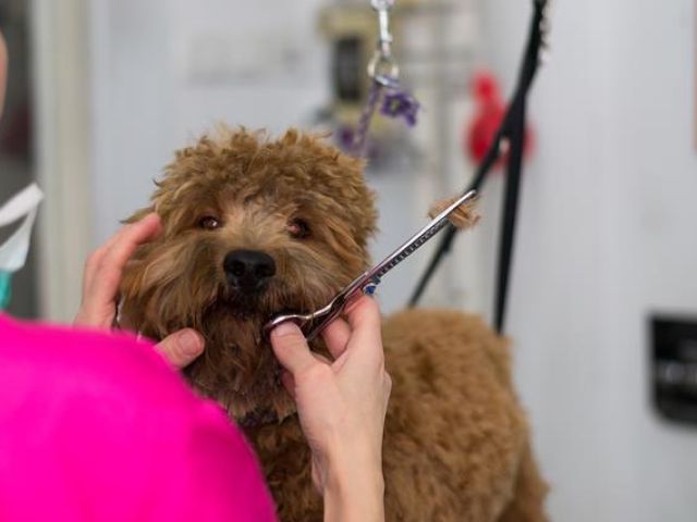 pampered-pubs-grooming (8)-kireth-ai